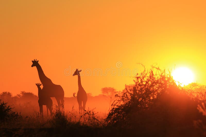 Girafa - fundo africano dos animais selvagens - maravilha do por do sol da família imagem de stock royalty free Girafa - fundo africano dos animais selvagens - maravilha do por do sol da família imagem de stock royalty free