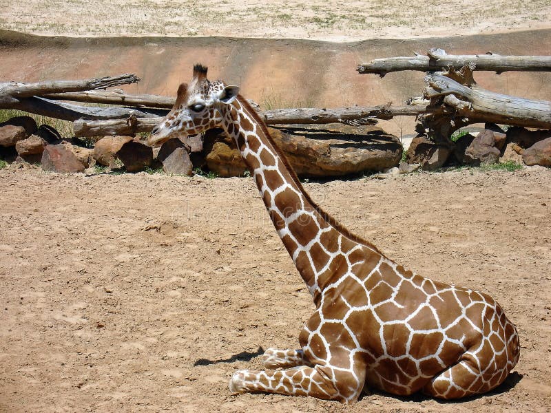 Girafa fêmea no jardim zoológico foto de stock Girafa fêmea no jardim zoológico foto de stock