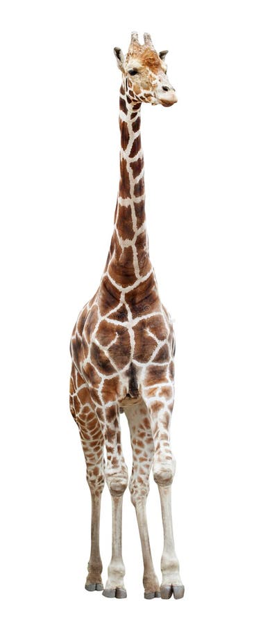 Girafa isolado no branco