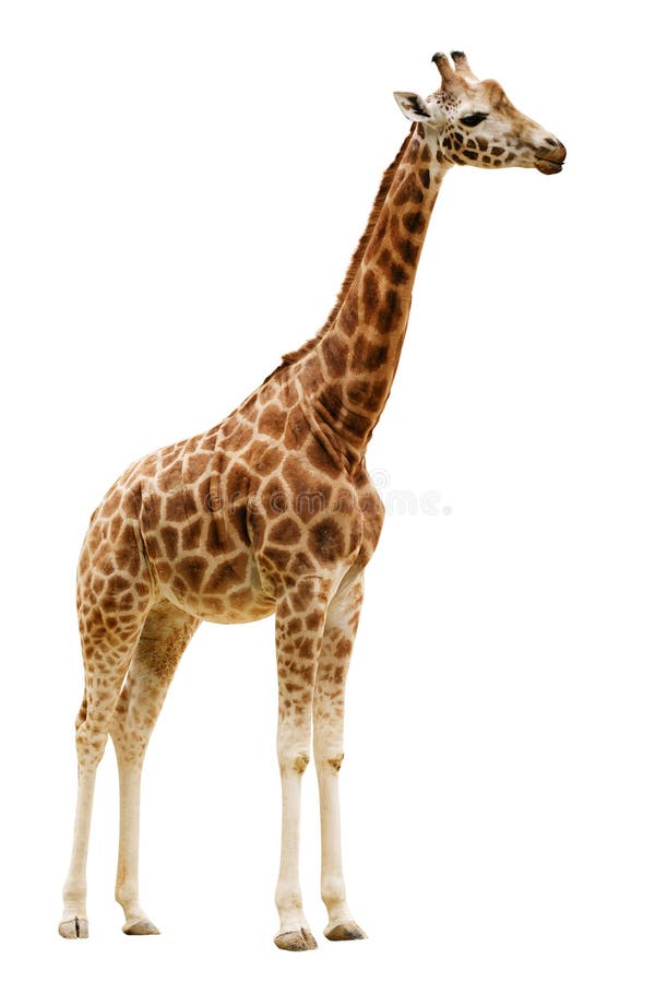 Girafa isolado no fundo branco.