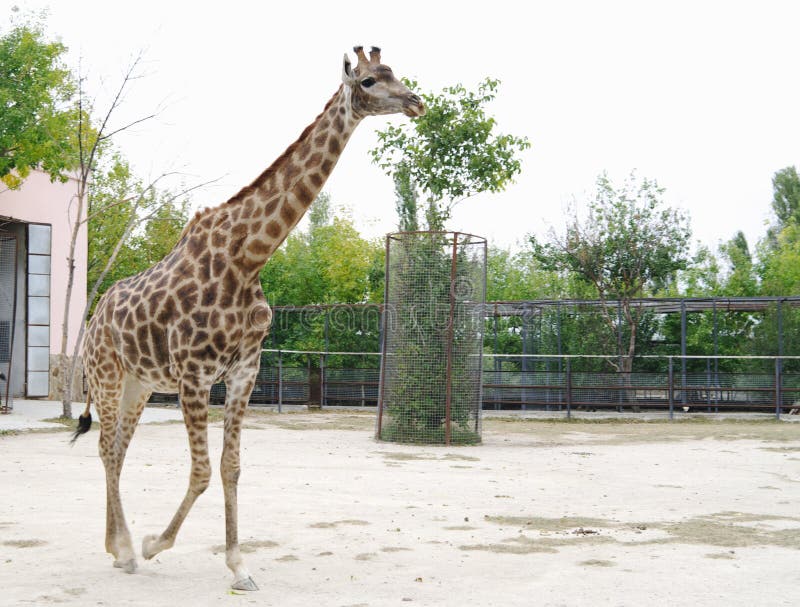 Giraffe walks in aviary, Safari Park Taigan, Crimea. Giraffe walks in aviary, Safari Park Taigan, Crimea.