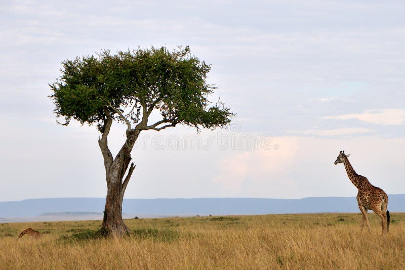Girafa no Masai Mara