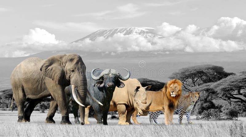 Girafa no parque nacional de Kenya fotografia de stock royalty free