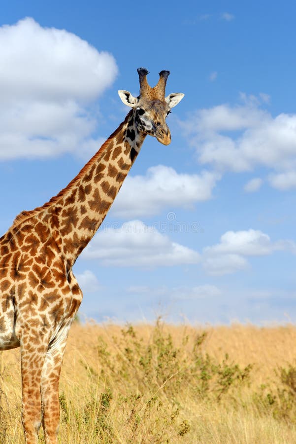 Girafa no parque nacional de Kenya imagens de stock
