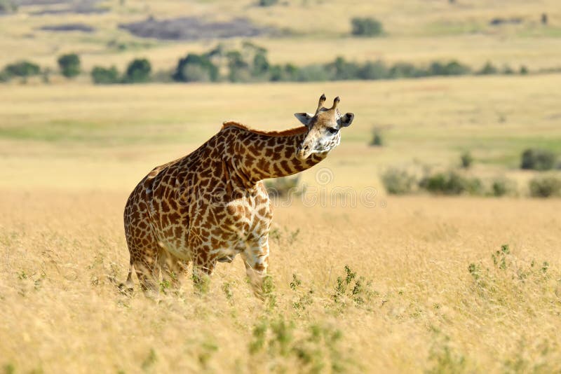 Girafa no parque nacional de Kenya fotos de stock royalty free