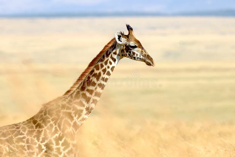 Girafa no parque nacional de Kenya fotografia de stock