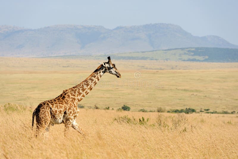 Girafa no parque nacional de Kenya imagens de stock