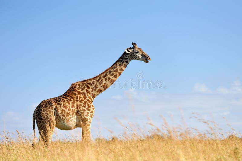 Girafa no parque nacional de Kenya imagem de stock royalty free