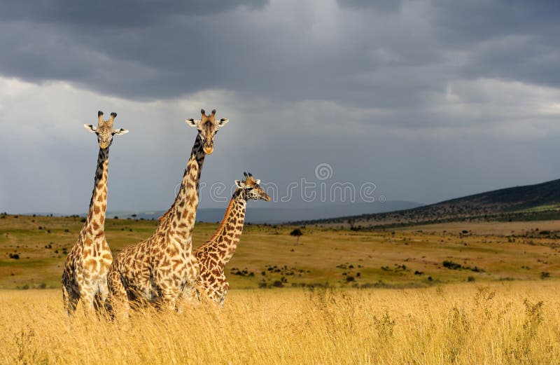 Girafa no parque nacional de Kenya imagem de stock royalty free