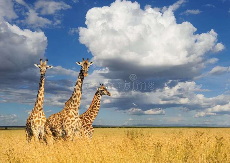Girafa no parque nacional de Kenya foto de stock royalty free