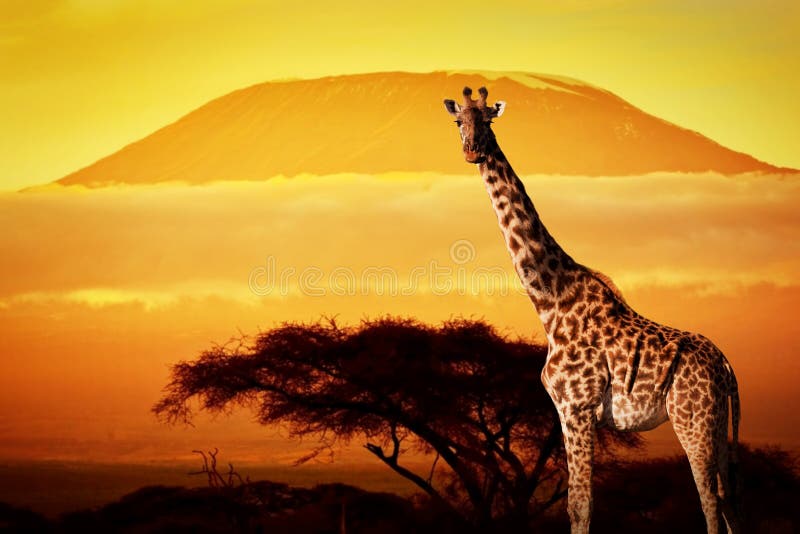 Girafa no savana. O Monte Kilimanjaro no por do sol fotos de stock royalty free Girafa no savana. O Monte Kilimanjaro no por do sol fotos de stock royalty free