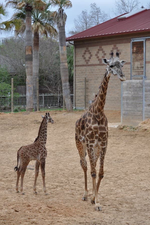 Girafa novo foto de stock Girafa novo foto de stock