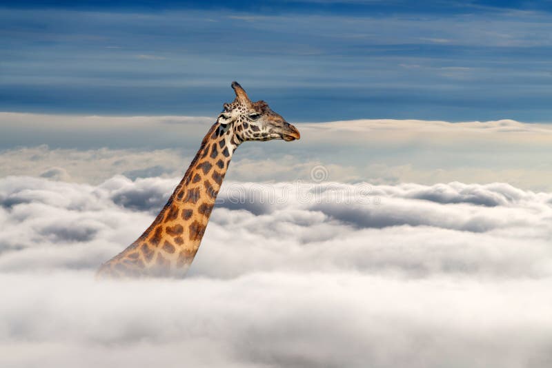 Girafa acima das nuvens brancas com fundo de céu azul fotos de stock royalty free
