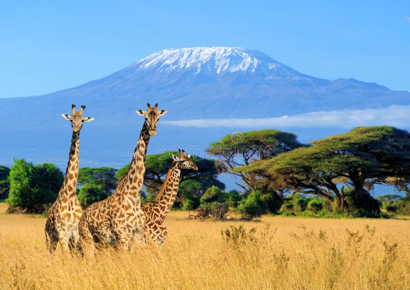 Girafa três no parque nacional de Kenya