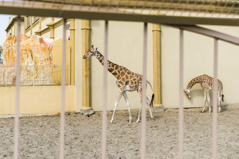 Girafas africanos no jardim zoológico imagens de stock Girafas africanos no jardim zoológico imagens de stock