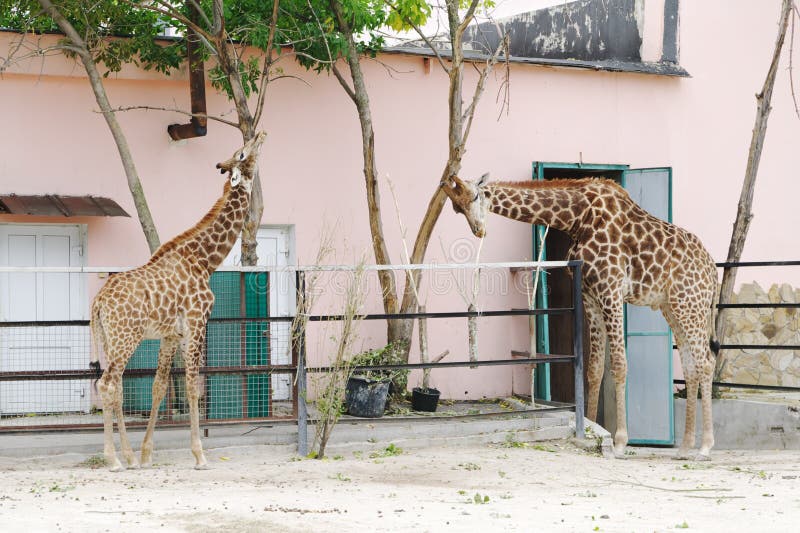 Giraffes in aviary, Safari Park Taigan (lions Park), Crimea. Giraffes in aviary, Safari Park Taigan (lions Park), Crimea.