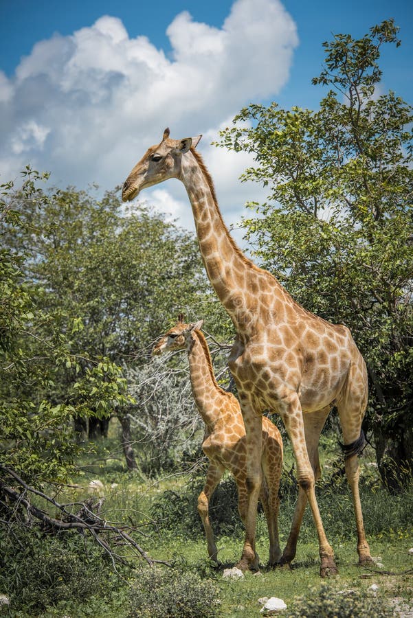 Girafas no parque nacional de Etosha, Namíbia fotos de stock Girafas no parque nacional de Etosha, Namíbia fotos de stock