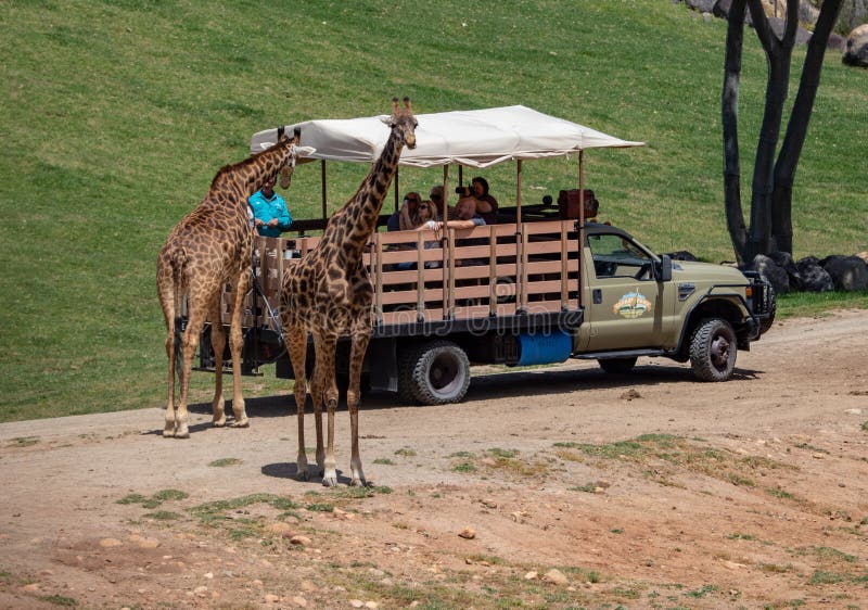 san diego safari san diego safari