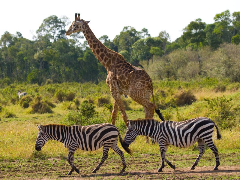 Girafe Dans La Savane Avec Des Zèbres Kenya Tanzania La 