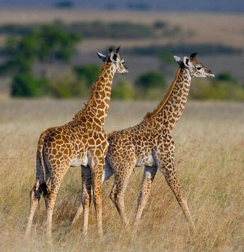 Girafe Femelle Avec Un Bébé Dans La Savane Kenya Tanzania 