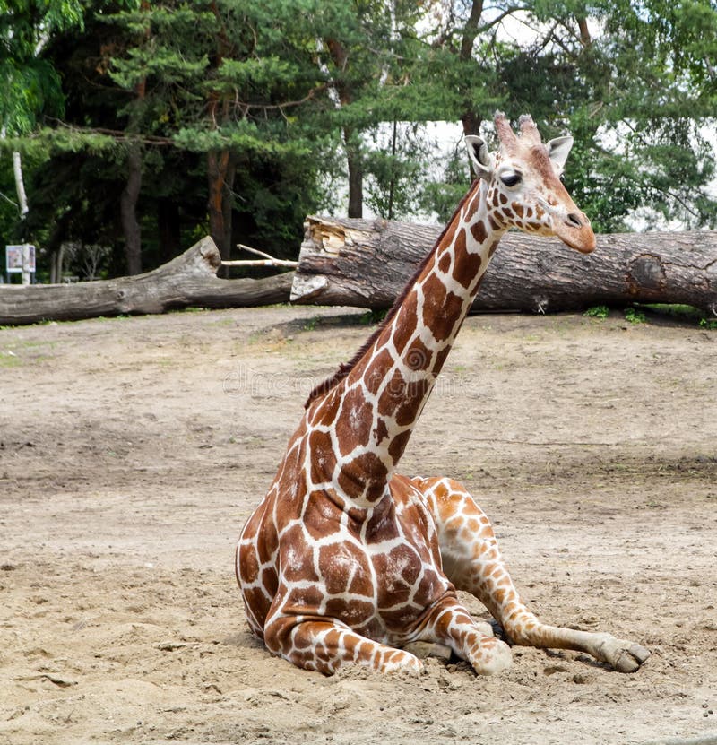 Girafe de repos images stock Girafe de repos images stock