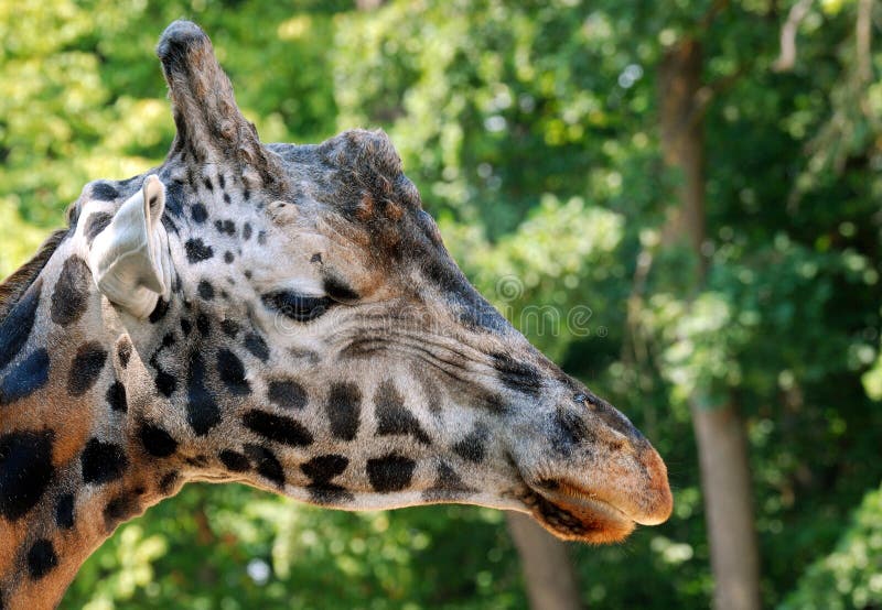 Detail of Rothschild Giraffe's head, green blurry background. Detail of Rothschild Giraffe's head, green blurry background