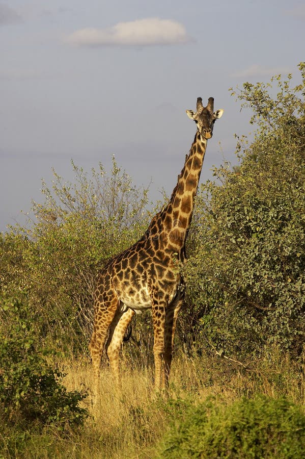 GIRAFE DE ROTHSCHILD giraffa camelopardalis rothschildi. Rothschild`s Giraffe, giraffa camelopardalis rothschildi, Male standing in Bush, Masai Mara Park in royalty free stock photo GIRAFE DE ROTHSCHILD giraffa camelopardalis rothschildi. Rothschild`s Giraffe, giraffa camelopardalis rothschildi, Male standing in Bush, Masai Mara Park in royalty free stock photo
