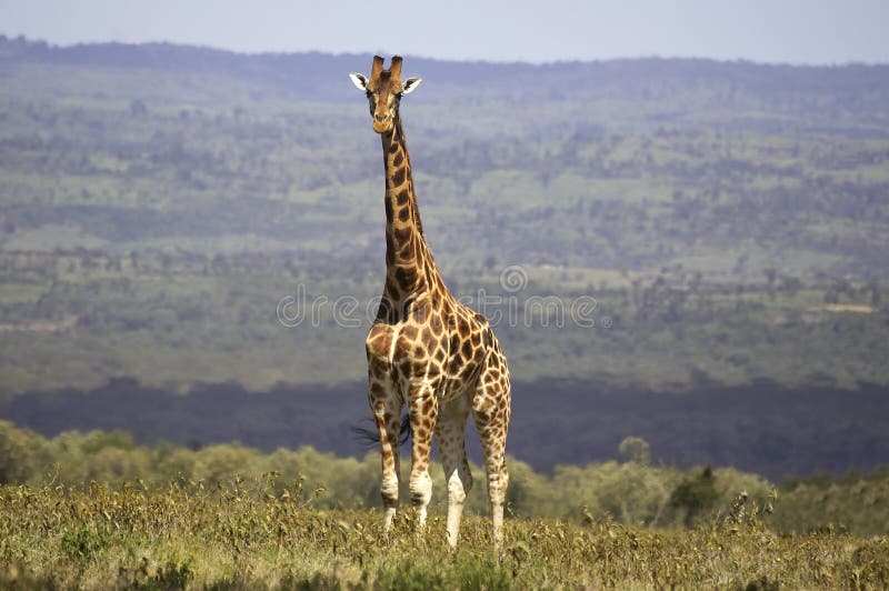 GIRAFE DE ROTHSCHILD giraffa camelopardalis rothschildi. Rotschild`s Giraffe, giraffa camelopardalis rothschildi, Adult, Nakuru Park in Kenya royalty free stock image GIRAFE DE ROTHSCHILD giraffa camelopardalis rothschildi. Rotschild`s Giraffe, giraffa camelopardalis rothschildi, Adult, Nakuru Park in Kenya royalty free stock image
