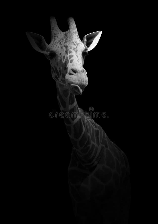 Girafe Drole D Isolement Sur Un Fond Noir Photo Noire Et Blanche Avec L Animal Photo Stock Image Du Drole Safari Girafe Drole D Isolement Sur Un Fond Noir Photo Noire Et Blanche Avec L Animal Photo Stock Image Du Drole Safari