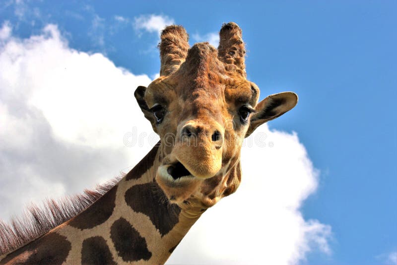 3 976 Girafe Drole Photos Libres De Droits Et Gratuites De Dreamstime 3 976 Girafe Drole Photos Libres De Droits Et Gratuites De Dreamstime