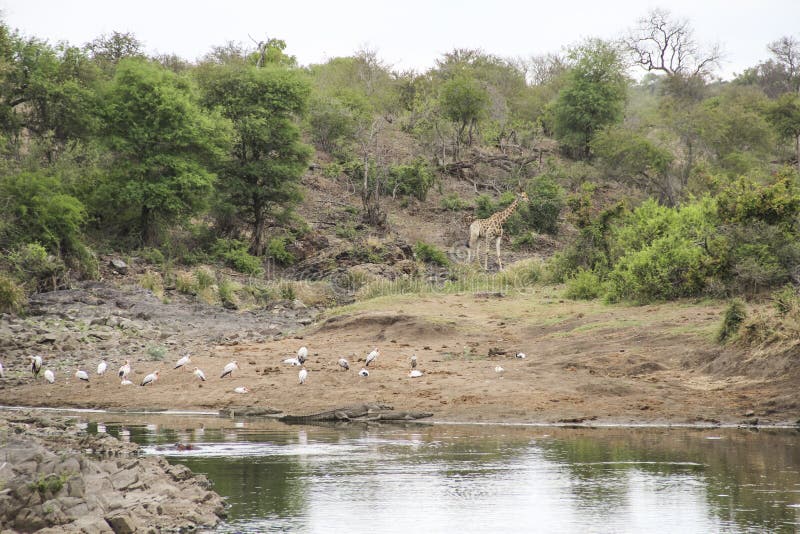 Girafe et oiseaux dans le buisson par l'étang d'eau, parc national de Kruger, Afrique du Sud photo stock Girafe et oiseaux dans le buisson par l'étang d'eau, parc national de Kruger, Afrique du Sud photo stock
