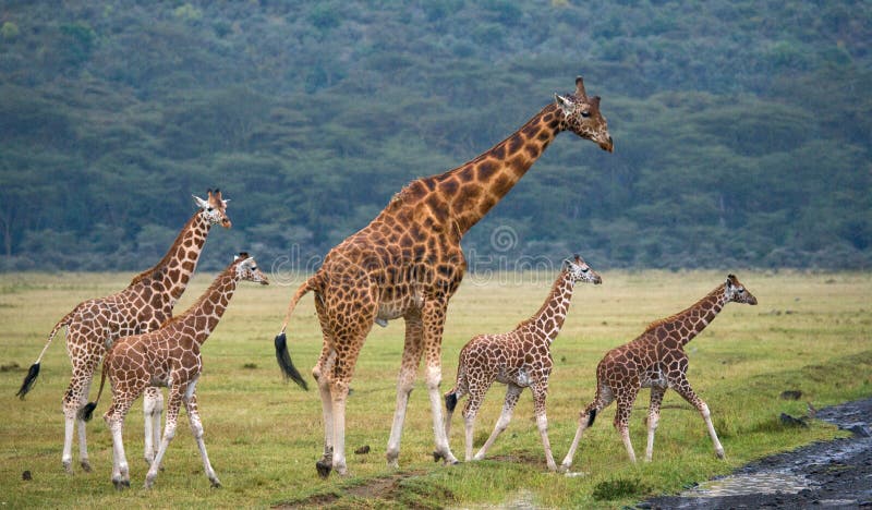 Girafe Sur La Savane. Safari Dans Serengeti, Tanzanie 