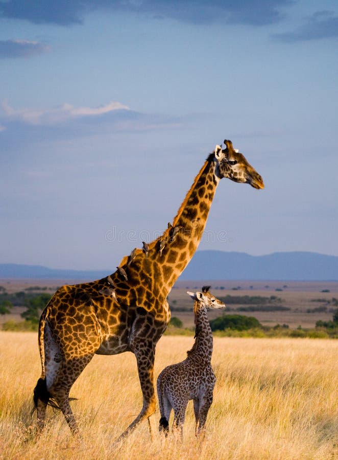 Girafe Avec Loiseau Kenya Tanzania La Tanzanie Image 