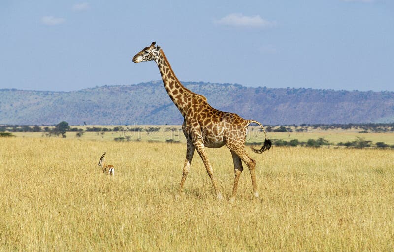 GIRAFE MASAI giraffa camelopardalis tippelskirchi. Masai Giraffe, giraffa camelopardalis tippelskirchi, Adult in Savannah, Masai Mara Park in Kenya royalty free stock images GIRAFE MASAI giraffa camelopardalis tippelskirchi. Masai Giraffe, giraffa camelopardalis tippelskirchi, Adult in Savannah, Masai Mara Park in Kenya royalty free stock images