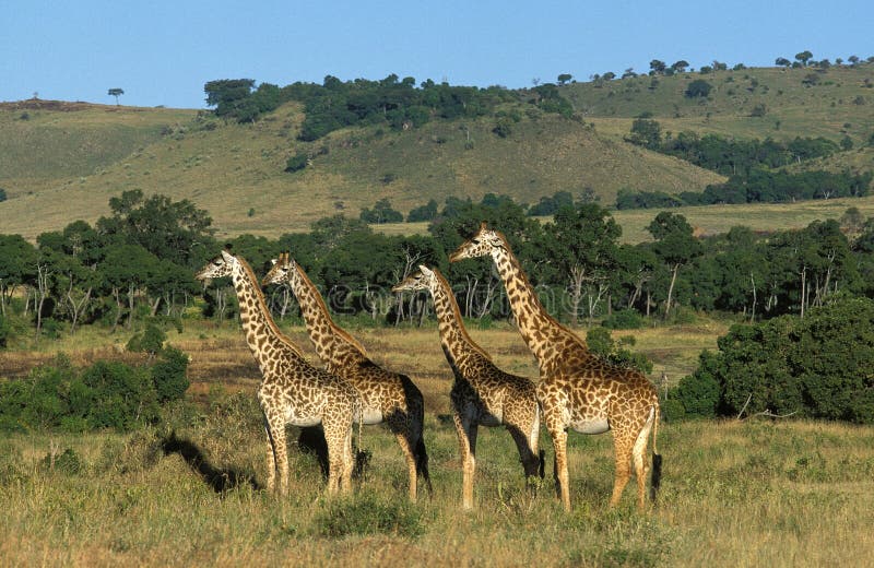 GIRAFE MASAI giraffa camelopardalis tippelskirchi. Masai Giraffe, giraffa camelopardalis tippelskirchi, Herd in Savannah, Masai Mara Park in Kenya stock photos GIRAFE MASAI giraffa camelopardalis tippelskirchi. Masai Giraffe, giraffa camelopardalis tippelskirchi, Herd in Savannah, Masai Mara Park in Kenya stock photos