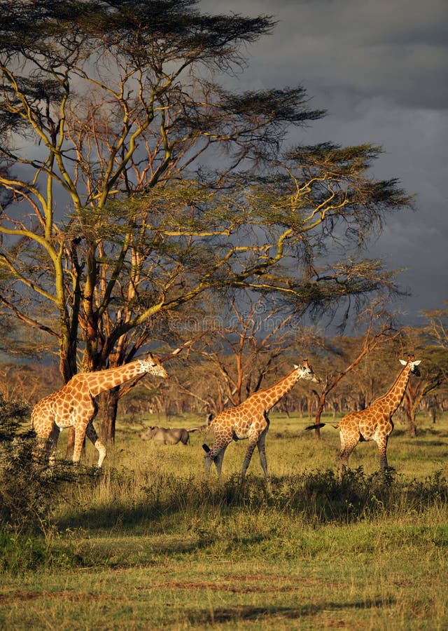 3 girafes au milieu d'un parc national dans le lac Nakuru National Park photos stock 3 girafes au milieu d'un parc national dans le lac Nakuru National Park photos stock