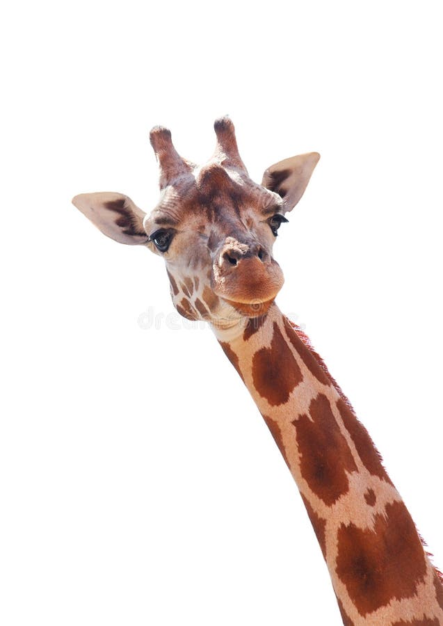 giraff arkivbild giraff arkivbild