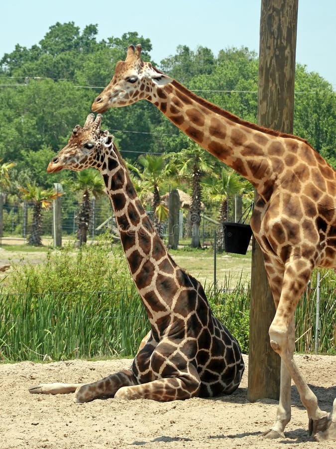giraff royaltyfri bild giraff royaltyfri bild