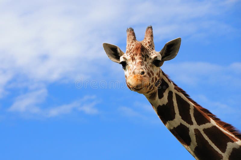 giraff arkivbilder giraff arkivbilder
