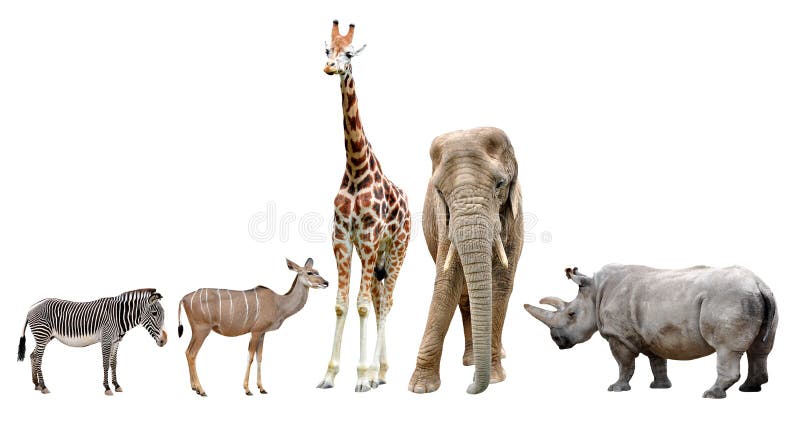 Giraff, elefant, noshörning, kudu och sebra arkivbild Giraff, elefant, noshörning, kudu och sebra arkivbild