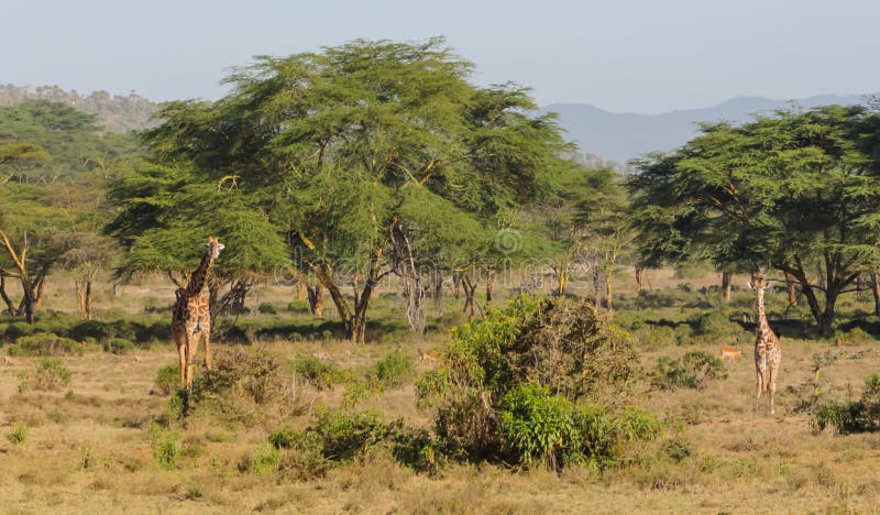 Giraff i afrikansk safarilekreserv arkivbilder Giraff i afrikansk safarilekreserv arkivbilder