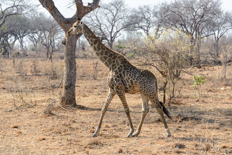 Giraff i den Kruger nationalparken, Sydafrika royaltyfria foton Giraff i den Kruger nationalparken, Sydafrika royaltyfria foton