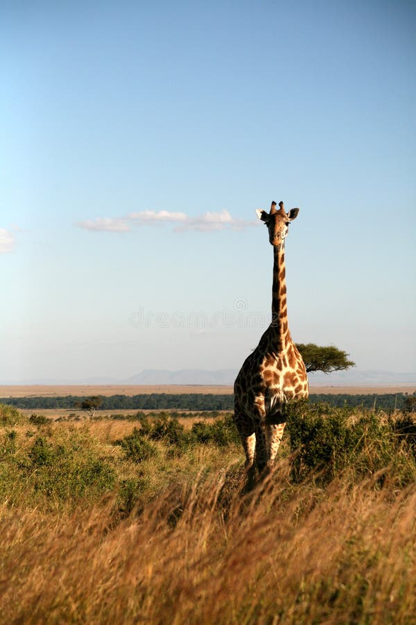 giraff kenya