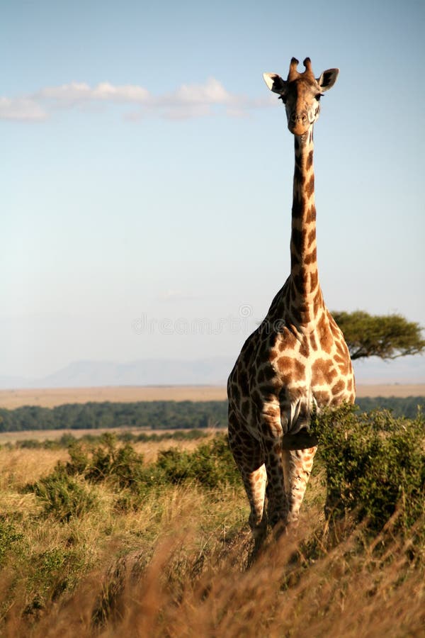 giraff kenya