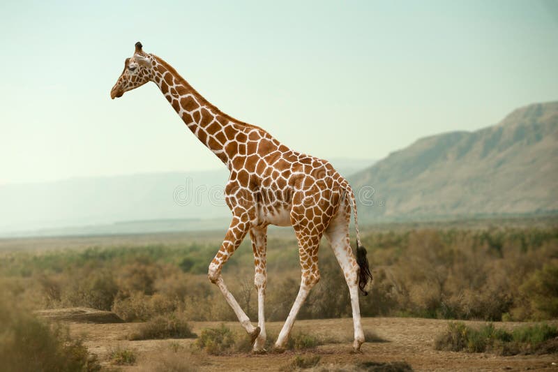 Giraff som går i öken royaltyfri bild Giraff som går i öken royaltyfri bild