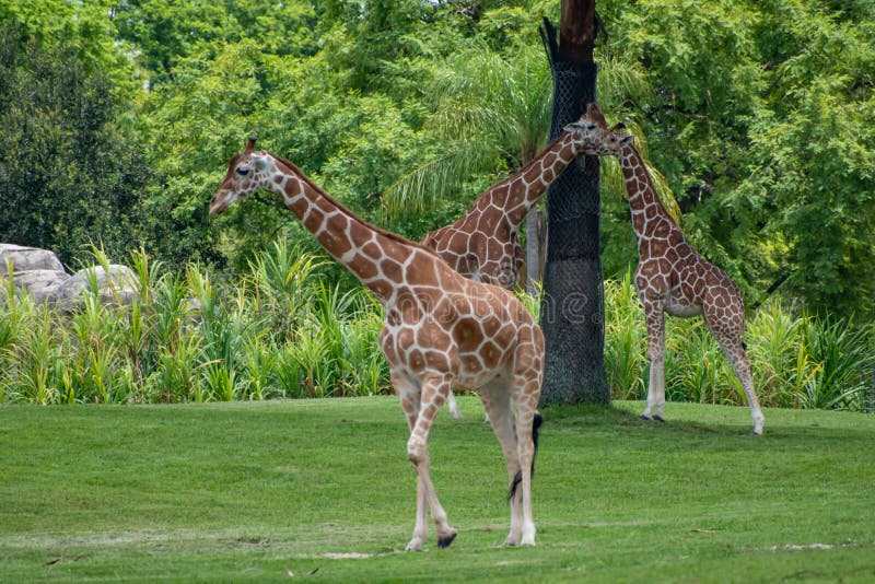 Giraff som går och vilar på grön äng på Busch trädgårdar 5 arkivbilder Giraff som går och vilar på grön äng på Busch trädgårdar 5 arkivbilder