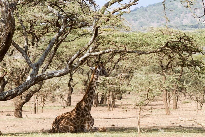 Giraff som ner sitter världen Herit för Ngorongoro naturvårdsområde NCA arkivfoton Giraff som ner sitter världen Herit för Ngorongoro naturvårdsområde NCA arkivfoton