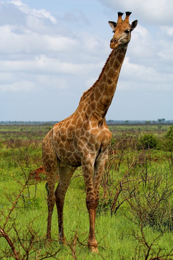 Giraffa immagini stock libere da diritti Giraffa immagini stock libere da diritti