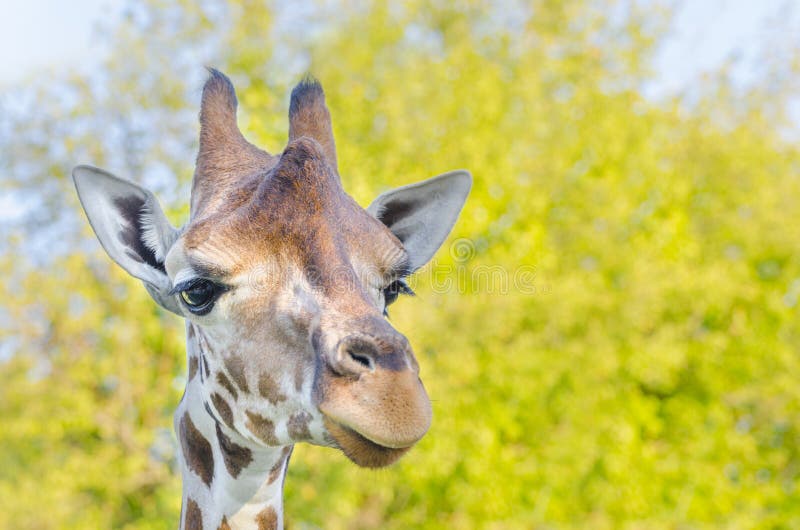 Giraffa, Africa fotografie stock libere da diritti Giraffa, Africa fotografie stock libere da diritti