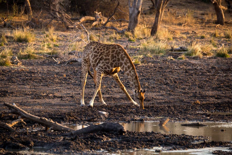 Giraffa che beve a Waterhole durante il tramonto, Sudafrica immagini stock libere da diritti Giraffa che beve a Waterhole durante il tramonto, Sudafrica immagini stock libere da diritti